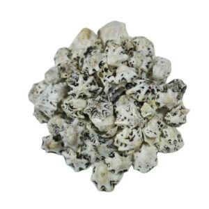 Deniz Kabuğu Desenli Beyaz 1 CM - 100 GR