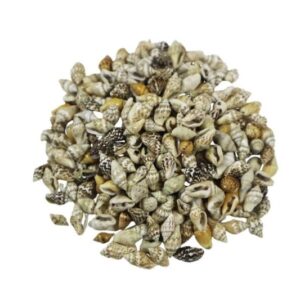 Deniz Kabuğu Nassa Shell 1 CM - 1 KG