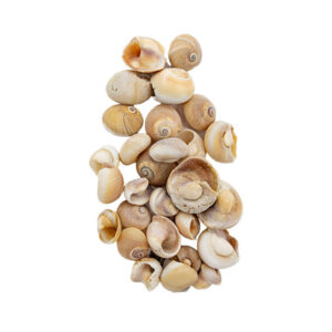 Deniz Kabuğu Salyangoz 2 CM - 1 KG