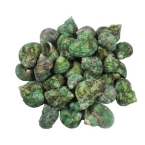 Deniz Kabuğu Bruneus 100 GR