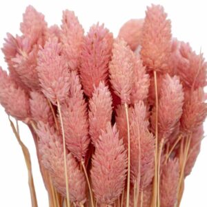 Pembe Kuş Otu Kuru Çiçek Demeti 10 GR