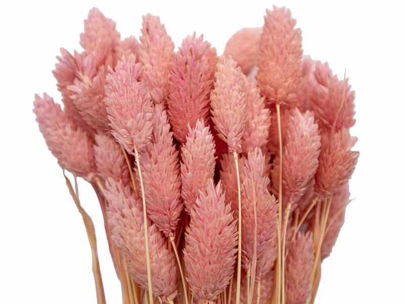 Pembe Kuş Otu Kuru Çiçek Demeti 10 GR