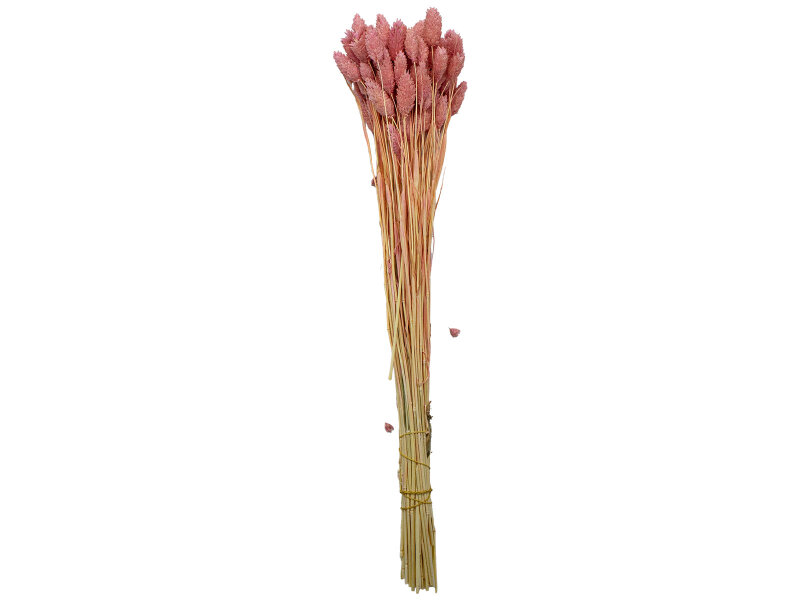 Pembe Kuş Otu Kuru Çiçek Demeti