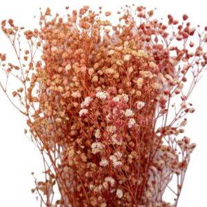 Pembe Şoklanmış Cipso - Kuru Çiçek 10 GR