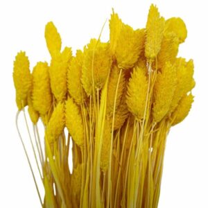 Sarı Kuş Otu Kuru Çiçek Demeti 10 GR