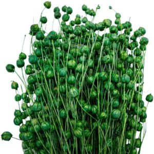 Yeşil Keten Otu Kuru Çiçek Demeti 10 GR